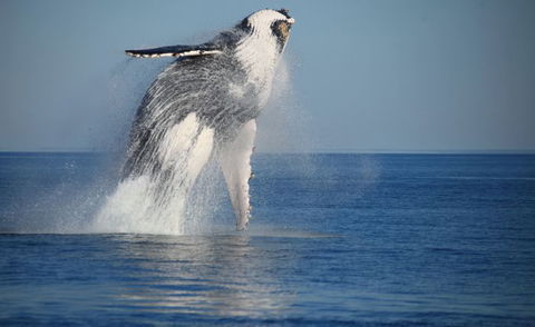 Absolute Ocean Charters - Kawana Tourism 9
