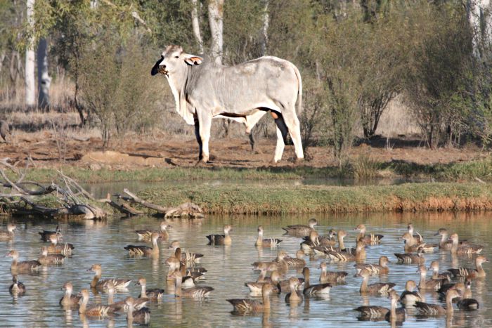 Toko QLD Kawana Tourism