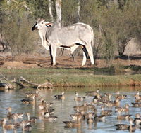 Natural Encounters Trail - Kawana Tourism