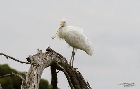 Melbourne Birding Tours - Kawana Tourism 4