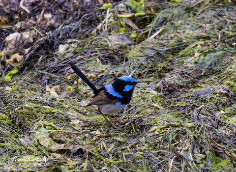 Melbourne Birding Tours - Kawana Tourism 8