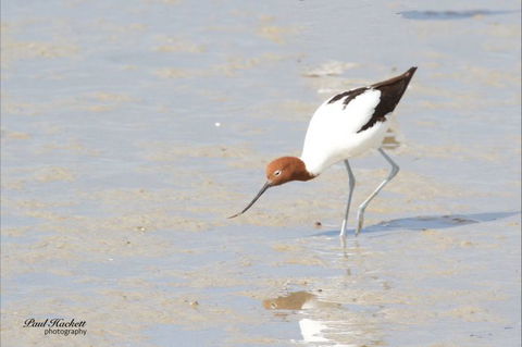 Melbourne Birding Tours - Kawana Tourism 14