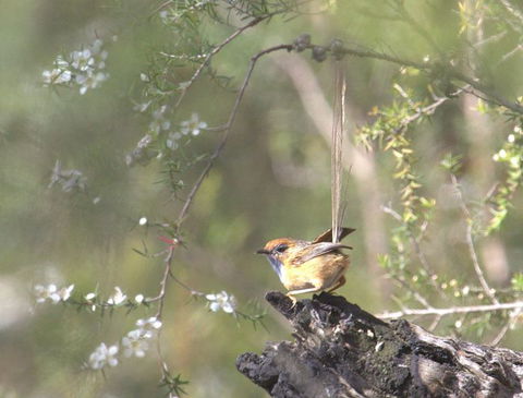 Melbourne Birding Tours - Kawana Tourism 15