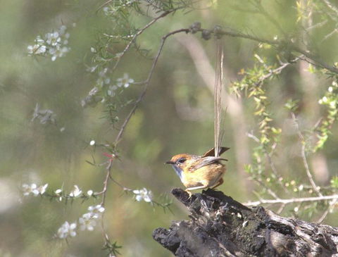 Melbourne Birding Tours - Kawana Tourism 18