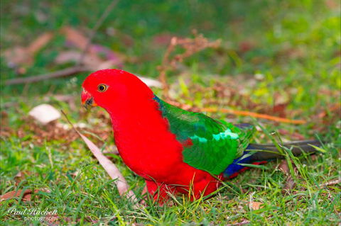 Melbourne Birding Tours - Kawana Tourism 20