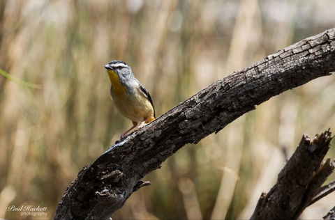 Melbourne Birding Tours - Kawana Tourism 22