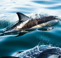 Dolphin Swim Australia - Kawana Tourism