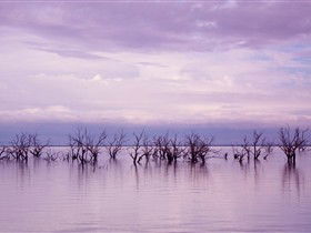 Tri State Safaris - Kawana Tourism 8