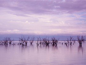 Tri State Safaris - Kawana Tourism 9
