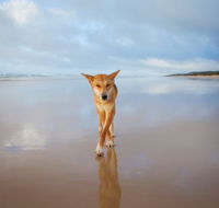 Fraser Island Adventure Tours - Kawana Tourism