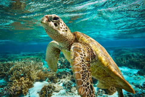 Ocean Art Gallery & Cafe - Kawana Tourism 1