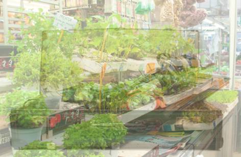 Dapto Markets - Kawana Tourism 2