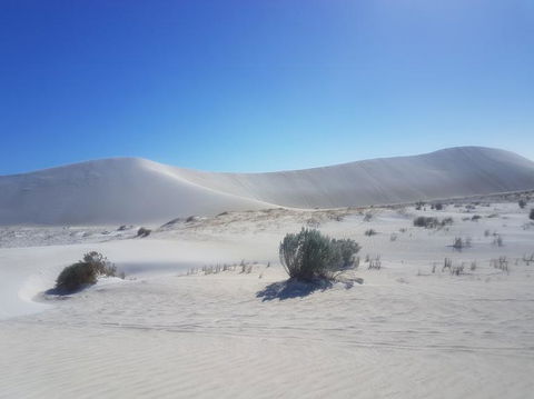 Pinnacles Desert, Koalas And Sandboarding 4WD Day Tour From Perth - Kawana Tourism 2