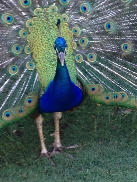 Pinnacles Desert, Koalas And Sandboarding 4WD Day Tour From Perth - Kawana Tourism 22