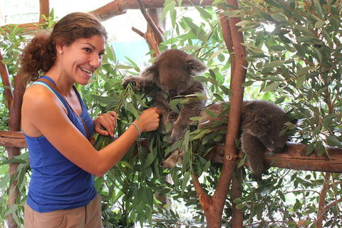 Pinnacles Desert, Koalas And Sandboarding 4WD Day Tour From Perth - Kawana Tourism 29