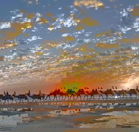 1 Hour Broome Sunset Camel Tour - Kawana Tourism