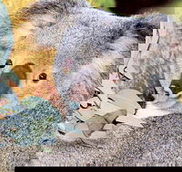 Perth Zoo General Entry Ticket and Sightseeing Cruise - Kawana Tourism