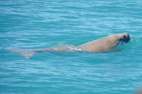 Snubfin Dolphin Eco Cruise From Broome - Kawana Tourism 1