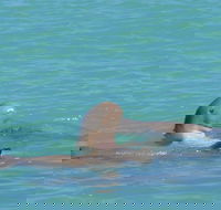 Snubfin Dolphin Eco Cruise from Broome - Kawana Tourism