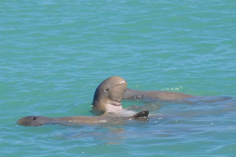 Snubfin Dolphin Eco Cruise From Broome - Kawana Tourism 2