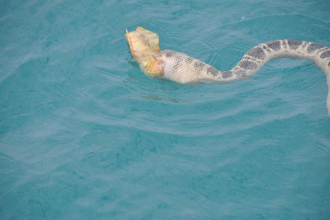 Snubfin Dolphin Eco Cruise From Broome - Kawana Tourism 10
