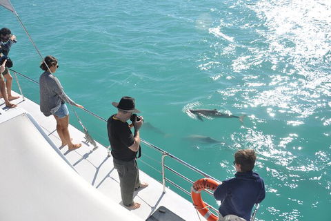 Snubfin Dolphin Eco Cruise From Broome - Kawana Tourism 4