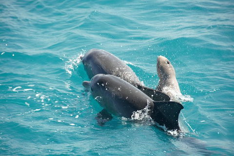 Snubfin Dolphin Eco Cruise From Broome - Kawana Tourism 6