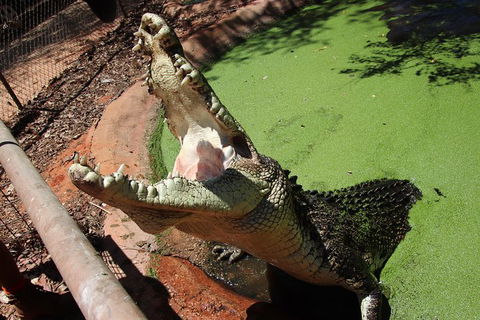 3 In 1 Tour: Matsoâ€™s Brewery, 12 Mile Bird Park & Malcolm Douglas Crocodile Park - Kawana Tourism 3