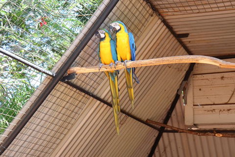 3 In 1 Tour: Matsoâ€™s Brewery, 12 Mile Bird Park & Malcolm Douglas Crocodile Park - Kawana Tourism 11