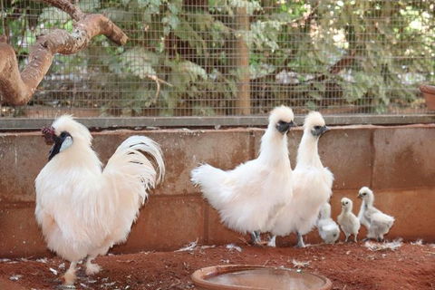 3 In 1 Tour: Matsoâ€™s Brewery, 12 Mile Bird Park & Malcolm Douglas Crocodile Park - Kawana Tourism 17