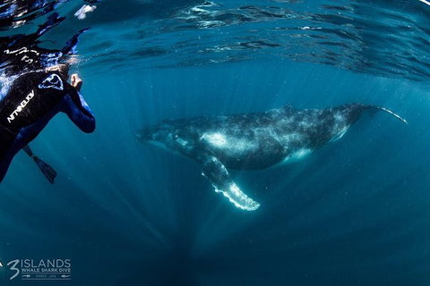 Swim With Humpback Whales - Ningaloo Reef - 3 Islands Whale Shark Dive - Kawana Tourism 1