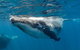 Swim With Humpback Whales - Ningaloo Reef - 3 Islands Whale Shark Dive - thumb 0