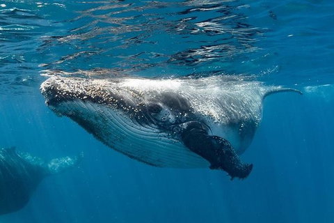 Swim With Humpback Whales - Ningaloo Reef - 3 Islands Whale Shark Dive - Kawana Tourism 0