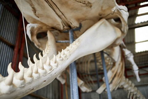 Albany\'s Whale Story - Kawana Tourism 3