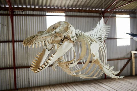Albany\'s Whale Story - Kawana Tourism 2
