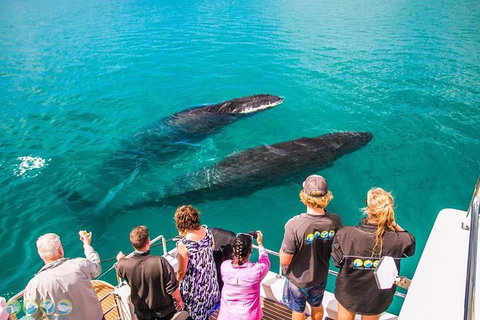 Humpback Whale Sunset Cruise - Kawana Tourism 0