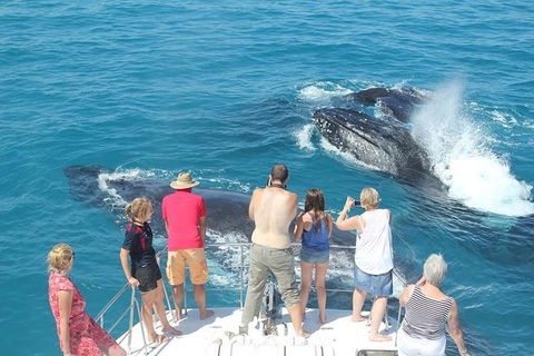 Half-Day Whale Watching Sunset Cruise From Broome - Kawana Tourism 1