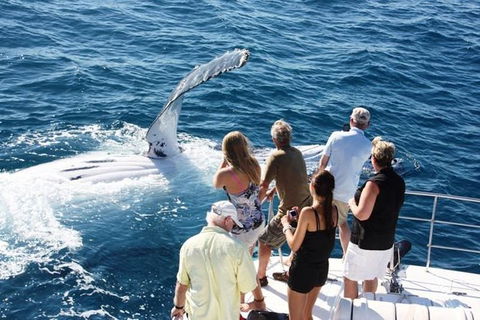 Half-Day Whale Watching Sunset Cruise From Broome - Kawana Tourism 2