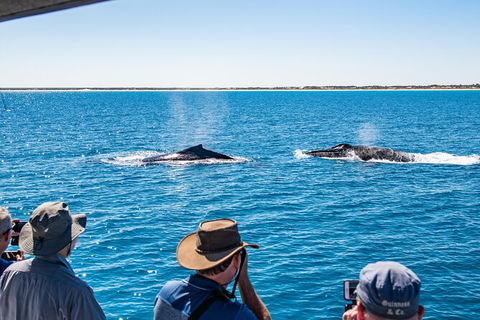 Half-Day Whale Watching Sunset Cruise From Broome - Kawana Tourism 5