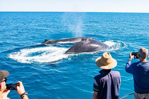 Half-Day Whale Watching Sunset Cruise From Broome - Kawana Tourism 7