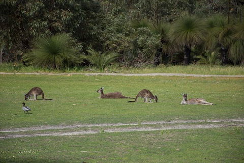 Yanchep & Lancelin - Wildlife, Cave And Sands - Kawana Tourism 8