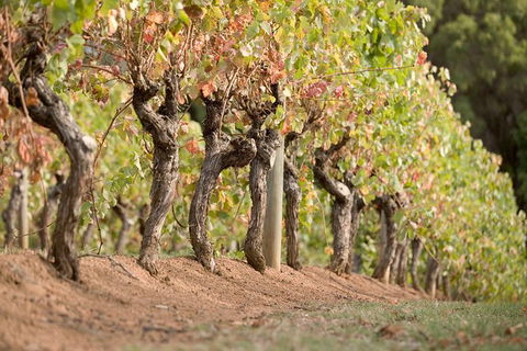 Vasse Felix Winery Tour And Tasting - Kawana Tourism 3