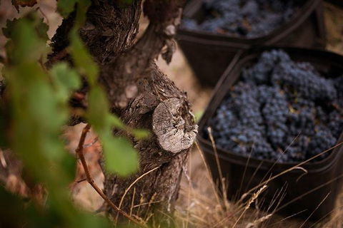 Vasse Felix Winery Tour And Tasting - Kawana Tourism 4