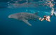 Ningaloo Reef Whale Shark Snorkeling Adventure Apr-July - thumb 0