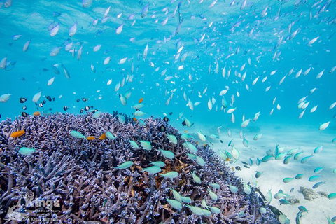 Ningaloo Reef Whale Shark Snorkeling Adventure Apr-July - Kawana Tourism 6