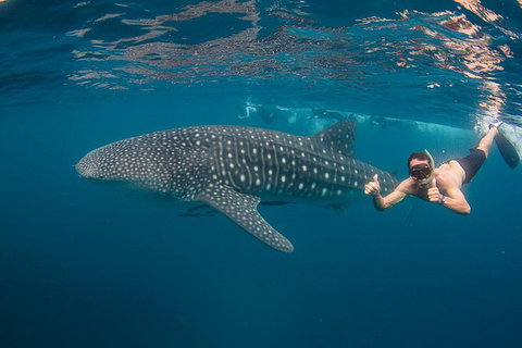 Ningaloo Reef Whale Shark Snorkeling Adventure Apr-July - Kawana Tourism 2
