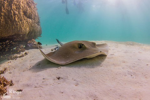 Ningaloo Reef Whale Shark Snorkeling Adventure Apr-July - Kawana Tourism 12