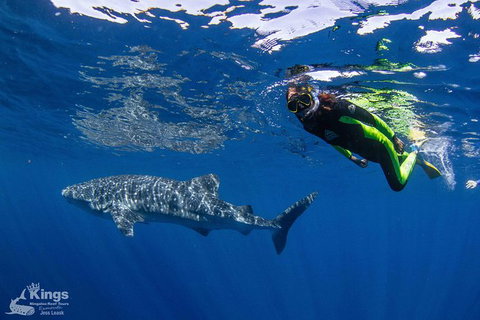 Ningaloo Reef Whale Shark Snorkeling Adventure Apr-July - Kawana Tourism 10
