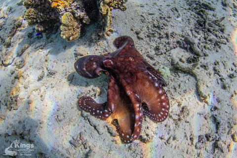 Ningaloo Reef Whale Shark Snorkeling Adventure Apr-July - Kawana Tourism 11