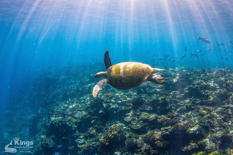 Ningaloo Reef Whale Shark Snorkeling Adventure Apr-July - Kawana Tourism 3